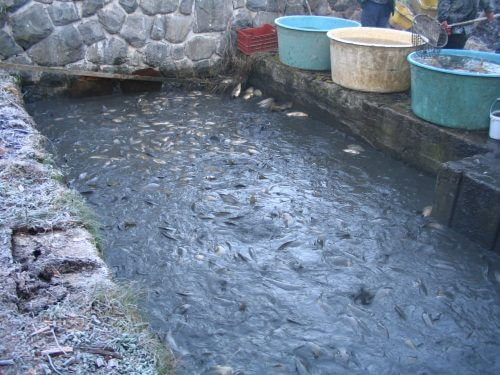 A pond for breeding fish. Source: JiKu / Wikimedia.