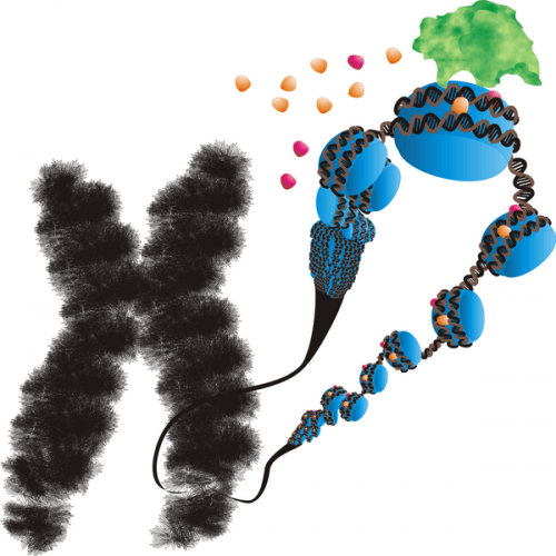 הדמייה של הגן FMR1 בכרומוזום X, שהשתקה שלו גורמת לתסמונת ה-X השבור. מקור: Dr. Marian L. Miller (Journal-Cover-Art.com) / Wikimedia Commons.