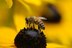 זכה בין היתר על המאמץ לרצף את גנום דבורת הדבש. אילוסטרציה: pixabay.