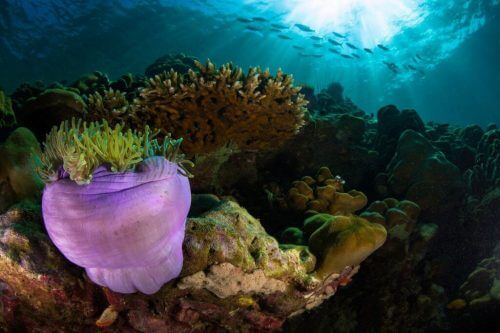 שונית בתאילנד. האלמוגים רגישים מאוד לשינויים בטמפרטורה. תצלום: milos prelevic.