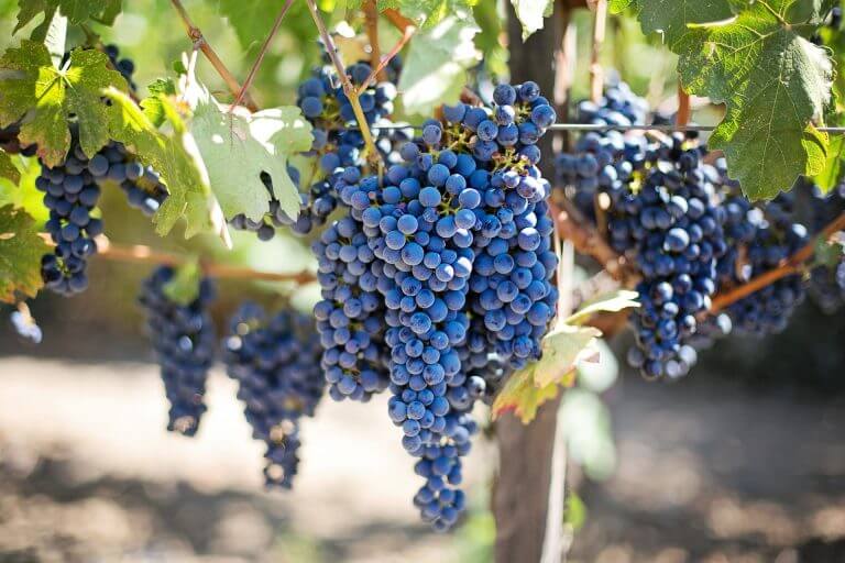 הגפן הינה אחת משבעת המינים ומצוות שתיית היין היא חלק נפרד מטקסים שונים ביהדות. אילוסטרציה: pixabay.