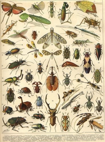 About a million species of arthropods are known to science, which make up about 80 percent of all animals on Earth. Source: larousse encyclopedias / Flickr.
