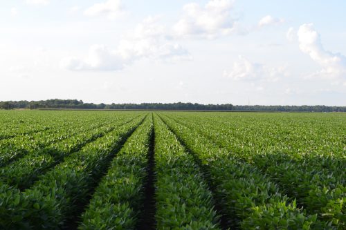 soybean field Source: United Soybean Board.