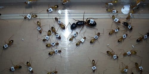 תגית לכל נמלה: הנמלים סומנו כך שאפשר יהיה לזהות כל אחת מהן בתהליך ההאכלה (ראו סרטון 2). מקור: מגזין מכון ויצמן.