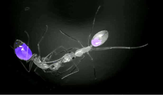 האכלה מפה לפה: הדמיה פלואורסצנטית של מעבר מזון מנמלה מלקטת לחברתהּ לקן (ראו סרטון 1). מקור: מגזין מכון ויצמן.