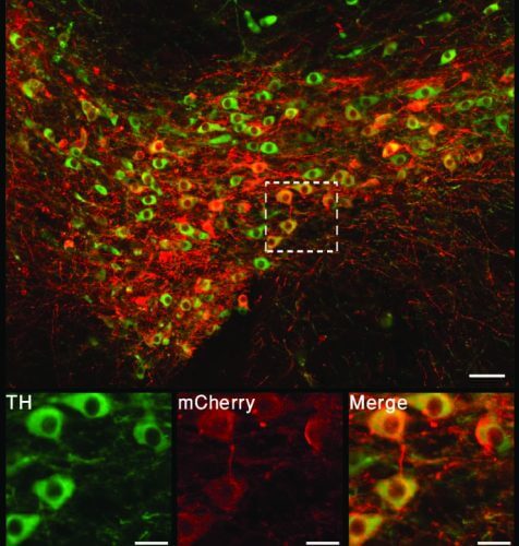إلقاء الضوء على نظام المكافأة وتحفيزه: تم إدخال بروتينات حساسة للضوء (الجينية الضوئية) في خلايا عصبية محددة في دماغ الفأر. باللون الأخضر - الخلايا العصبية التي تفرز الدوبامين في المنطقة السقفية البطنية لنظام المكافأة. في الخلايا العصبية الحمراء التي تعبر عن البروتين البصري. باللون الأصفر - التداخل بين الخلايا التي تعبر عن البروتين البصري الوراثي والخلايا المستهدفة التي تفرز الدوبامين. تم تصويرها باستخدام مجهر متحد البؤر. المصدر: مجلة معهد وايزمان.