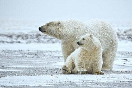 polar bears. Photo: Alan D. Wilson, naturespicsonline.com.