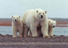מלבד אספקת המזון שלהם, דובי הקוטב תלויים בקרח הימי להרחבת טווח התנועה שלהם, למציאת בני זוג, ולהנחלת כישורי חיים לדור ההמשך. תצלום: U.S. Fish and Wildlife Service.