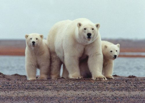 Besides their food supply, polar bears depend on the sea ice to expand their range of movement, to find mates, and to pass on life skills to the next generation. Photo: US Fish and Wildlife Service.