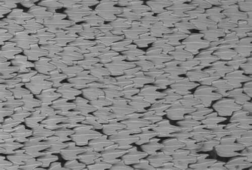 צילום מיקרוסקופים של קשקשי כריש מסוג עמלץ כחול. מקור:  Harvard University.
