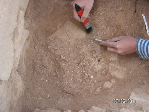 עצמות יונה בחפירה בארטיקולציה, שובך ביזאנטי בסעדון. מקור: יותם טפר, אוניברסיטת חיפה.
