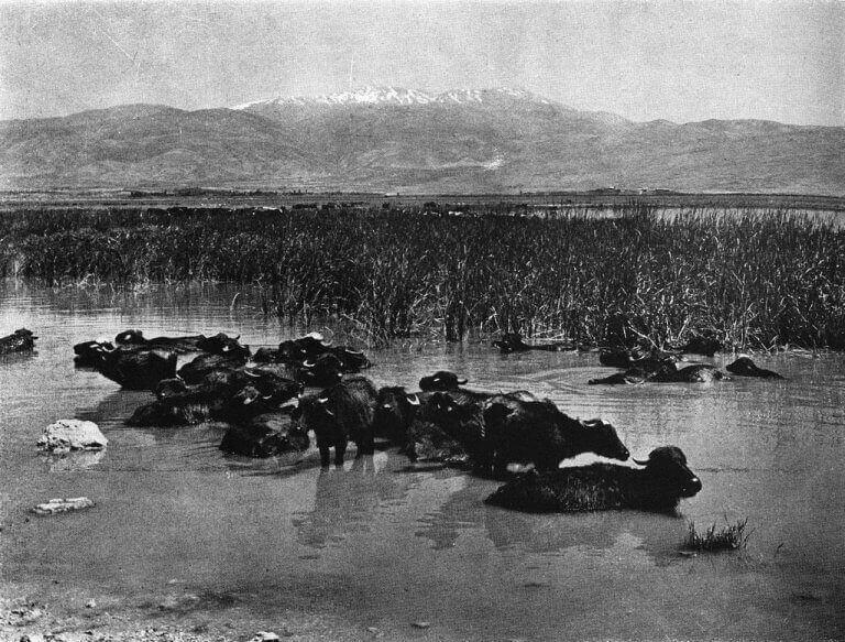 Buffaloes in the Hula marshes, against the backdrop of the Hermon, 30s or early 40s of the 20th century. Photo: Wikipedia.