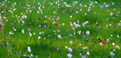 Anemones in the Megiddo market. Photo: MathKnight, Wikimedia Commons.