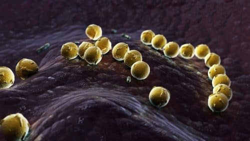 חיידק הסטרפטוקוקס תוקף את רקמת הגרון. צילום: Shutterstock