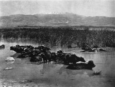 תאויים (ג'מוסים) בביצות החולה, על רקע החרמון, שנות ה-30 או ראשית ה-40 של המאה ה-20. תצלום: ויקיפדיה.