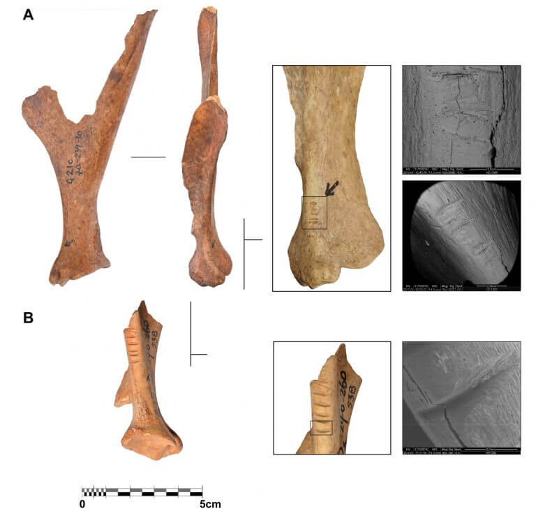 תמונות עצמות צבי חרוצות מתרבות שהתקיימה באיזור לזמן קצר לפני 35 אלף שנה. צילום: האוניברסיטה העברית