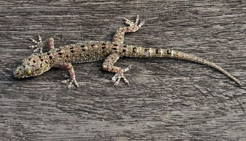 A gecko of the species Gekko monarchus. By Wibowo Djatmiko (Wie146) - Created by the author, CC BY-SA 3.0, https://commons.wikimedia.org/w/index.php?curid=15127309