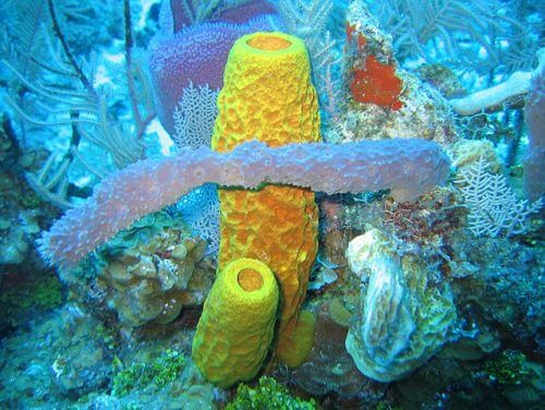 Sea sponges from Wikipedia. By Twilight Zone Expedition Team 2007, NOAA-OE. - NOAA Photo Library : reef51647007 , Public Domain, Link