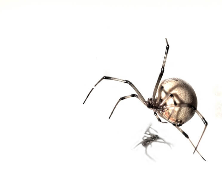 The male brown widow when mating with a female who is about to eat him | Photo: Shavi Waner