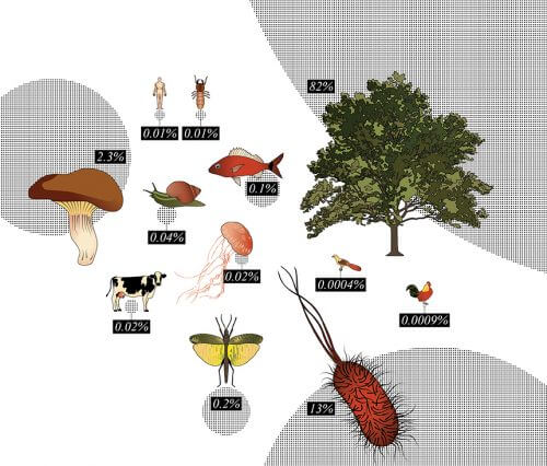 Biomass in the world: who has more? Infographic: Yael Shinker, Weizmann Institute Magazine
