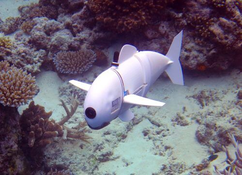 Robot fish. Photo: Robert Katzschmann et al. (Photo: Joseph DelPreto), MIT CSAIL