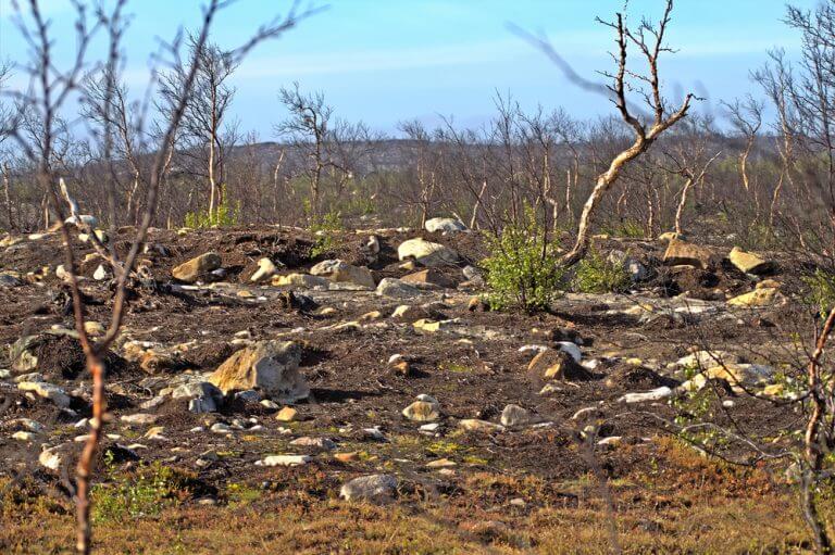 An alpine forest damaged by soil erosion. Photo: shutterstock