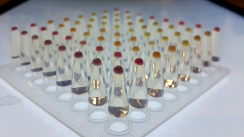 مختبر بكتيريا E.coli في أنابيب الاختبار يستخدم كمصنع لإنتاج البروتينات الحساسة للضوء. باللون الأرجواني: البكتيريا التي تعبر عن الهالورودوبسين. الصورة: ألينا بوشكارب