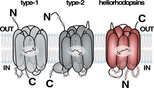 A model describing the location of rhodopsins in the cell membrane. From right to left: the halorhodopsins; rhodopsins found in the eyes of animals (Type II); Microbial rhodopsins (Type I). In the right part you can see that halorhodopsin is located on the cell membrane and is opposite (at 180 degrees) in relation to the two known rhodopsins. Illustration: Prof. Oded Beja