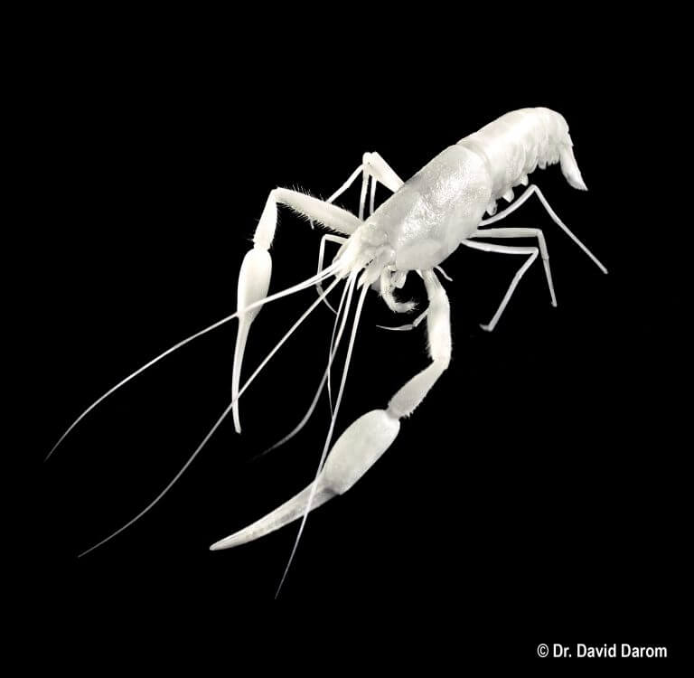 سوميت أيالون. تصوير: د. ديفيد داروم.