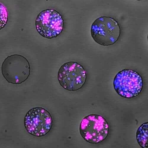 نمو الخلايا في "الميكروبات" - الأسطح التي تحتوي على آلاف المنافذ التي يقل سمكها عن سمك الشعرة. في بداية التجربة، تم إدخال خلية تائية واحدة أو اثنتين في بعض "الأشرطة الصغيرة"، بينما تم إدخال عدد أكبر في حالات أخرى - ما يصل إلى عشر خلايا لكل "شريط". الرسم التوضيحي: معهد وايزمان