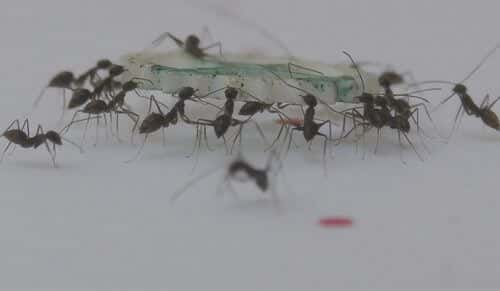 כשנמלה ניגשת לפריט מזון, היא מרגישה את הכוחות שמפעילות הנמלים האחרות שסוחבות אותו, ובהתאם מחליטה אם עליה למשוך את הפריט או להרימו