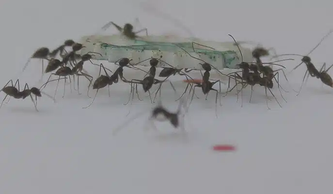 When an ant approaches a food item, it feels the forces exerted by the other ants carrying it, and accordingly decides whether it should pull the item or pick it up