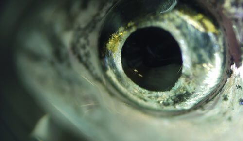 צילום תקריב של עין דג הזברה. מערכת ראייה מתוחכמת ומדויקת