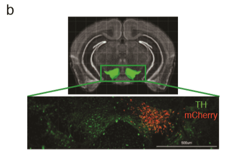 Image of the reward system (VTA). The experimental mice are injected with a special virus (DREADDs) that allows the researchers to carry out the brain manipulation and cause the reward system to be activated. In red - the expression of the virus limited to the reward system; In green - the dopaminergic neurons activated through the manipulation of the reward system. Illustration: Prof. Asia Rolls, Technion