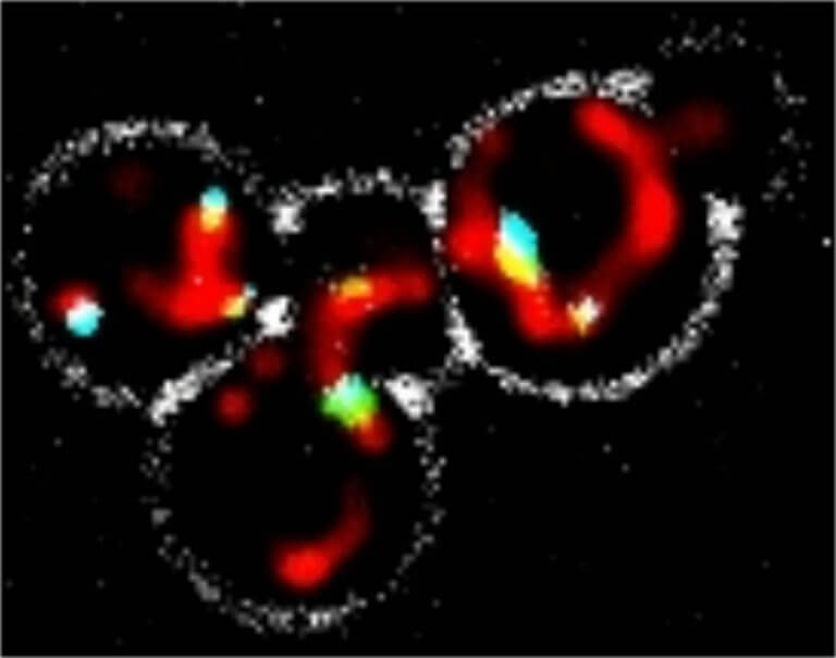 תמונת מיקרוסקופ של תאי שמר. אברוני המיטוכונדריה (מסומנים באדום) מחוברים לפרוקסיזומים (בתכלת) באמצעות "רצועות" זעירות (בירוק). איור: מכון ויצמן