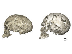 שינויים אבולוציוניים המוח ממוארכת לכדורית התפתחה בתוך השושלת שהובילה להומו סאפיינס באמצעות הרחבה של המוח הקטן והבליטות בקודקוד. משמאל שלד Jebel Irhoud 1  מאפריקה מלפני כ-300 אלף שנה ולצידו Qafzeh 9 מלפני 95 אלף שנה שהתגלה בלבנט. צילום: פיליפ גונץ / מכון מקס פלנק לאנתרופולוגיה אבולוציונית
