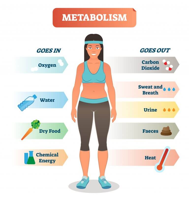 metabolism. Illustration: shutterstock