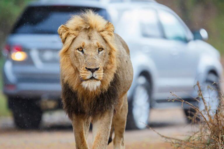 אריה בשמורת קרוגר בדרום אפריקה. צילום: shutterstock