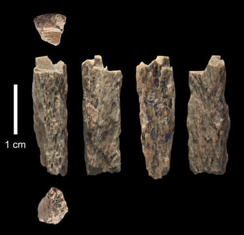 Bone remains from Denisova Cave. Photo: University of Oxford