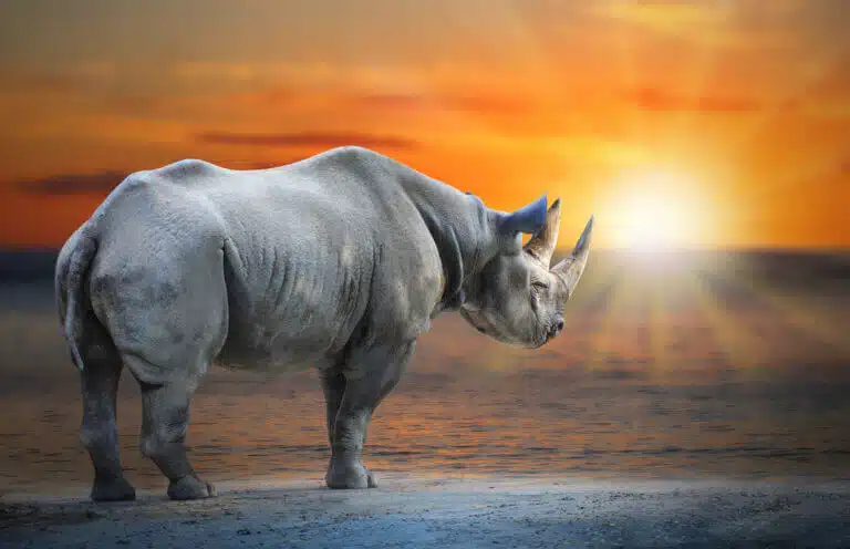 Sudan, the last wide-lipped (white) rhinoceros. Illustration: depositphotos.com