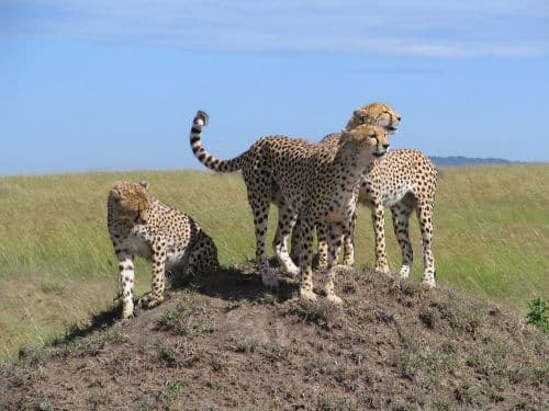 Young cheetahs in the Maasai Mara reserve in Kenya. From Wikipedia