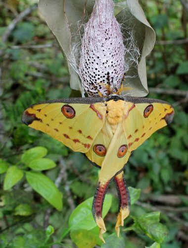 The Madagascar moon moth emerges from the pupa. Photo: from Wikipedia