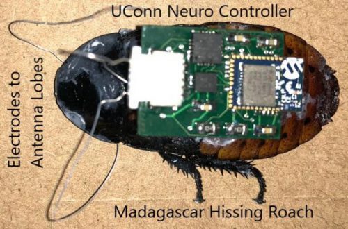 בקר עצבי זעיר שפותח על ידי חוקרים מאוניברסיטת קונטיקט יכול לספק ניתוח מדויק יותר של מיקרו רובוטים ביולוגיים, למשל שימוש בתיקנים במשימות חיפוש והצלה בבניינים שהתמוטטו. איור: IMAGE COURTESY OF ABHISHEK DUTTA/UCONN