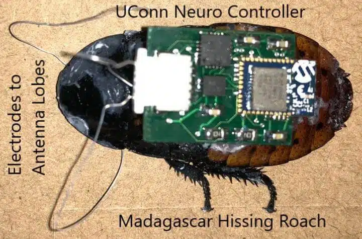 A tiny neural controller developed by researchers at the University of Connecticut could provide more accurate analysis of biological micro-robots, for example using devices in search and rescue missions in collapsed buildings. Image: University of Connecticut
