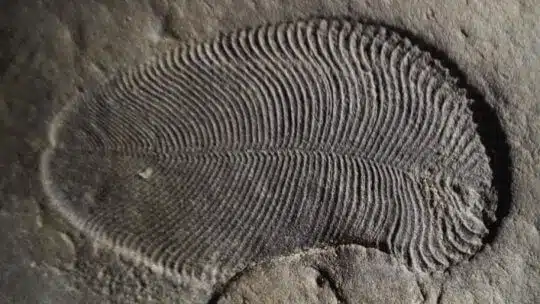 Dickinsonia fossil. Photo: Australian National University (ANU)