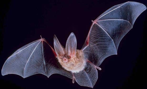עטלף סדוק פנים, מין עטלפים בעלי אוזניים גדולות ששימש השראה לרחפן המנווט אוטונומית בחשכה. מתוך ויקיפדיה