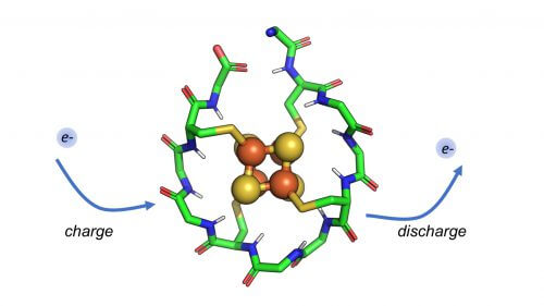 Researchers have designed a small synthetic protein whose core consists of iron and sulfur atoms. This protein is able to receive and release electrons cyclically, a mechanism that allows the use of these electrons in the cell for the benefit of the process of metabolism. [Courtesy: Vikas Nanda/Rutgers University-New Brunswick]