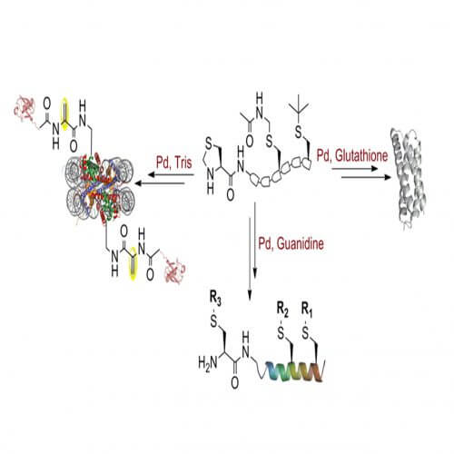 Formation of complex protein clusters. / through precise tuning of chemical processes with the help of organometallic complexes Illustration: Prof. Ashraf Barik, Technion