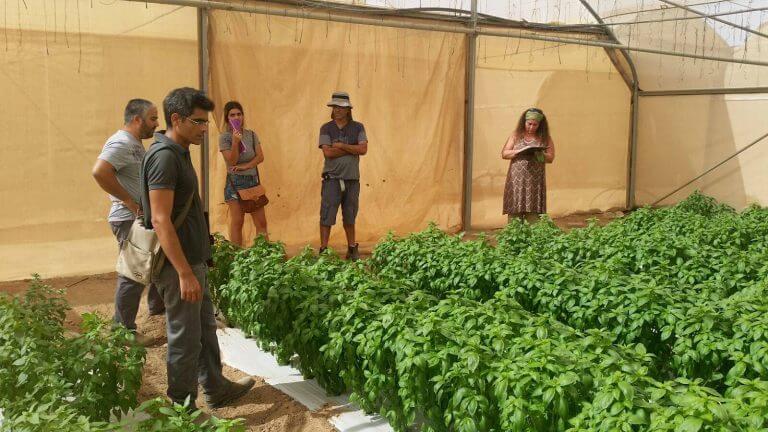 The members of the Laboratory for Genetics of Plant Diseases at Bar-Ilan University and the Genesis Seed Company are examining the crops of the basil resistant to the hop disease. Photo: Bar Ilan University