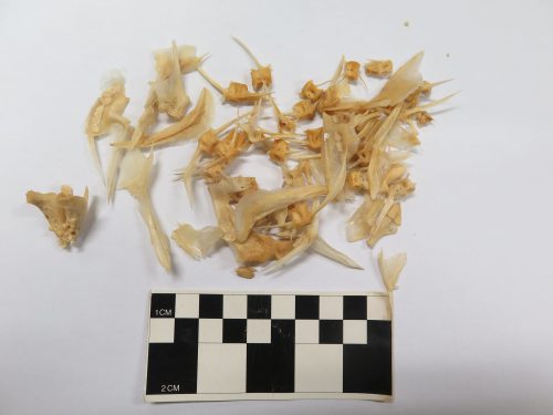 عظام الدنيس عمرها 3,500 عام. الصورة: جامعة حيفا